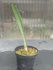 HAEMANTHUS CRISPUS POT7CM D2CM