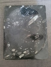 Ancien Cendrier Vide Poche Fossille Orthoceras Marbre Noir Vintage Oblong 