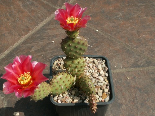 Opuntia hannover potato - opuntia, 'potato'