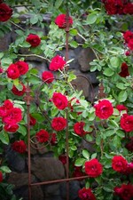 Treillis de jardin métal 150 cm pour roses fleurs rampantes rouille pergola p...