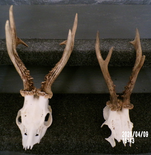 Trophees chasse massacre - 2,
