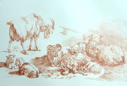 Boucs chèvres moutons - boucs, et