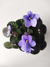 Bouture de Saintpaulia