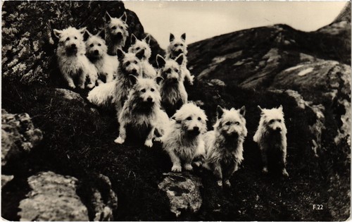 Cpa westies dogs - cpa, (1505648)