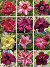 2 BIG Adenium Obesum Desert Rose 12”-14”Tall Exotic Colors Available Live Plant