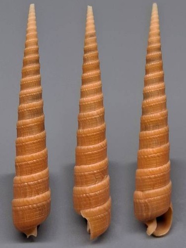 Coquillage collection - coquillage,