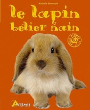 Le lapin bélier nain -