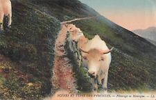 CP SCENES AND TYPES OF THE PYRENEES MOUNTAIN GRAZING - COWS - 47438