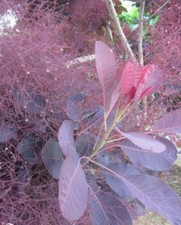 ♫ ARBRE à PERRUQUE 'Pourpre