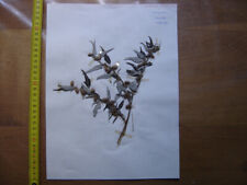 Annees 50 PLANCHE d'HERBIER du Gard Herbarium Planche Naturelle 7