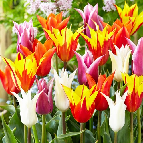 Tulipes bulbes rustique - tulipes,