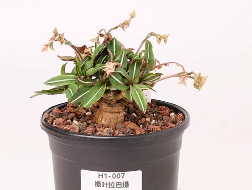 Pot 12cm rare cacti plant - pot,