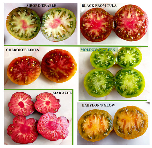 Graines tomates juteuses - 6, 10