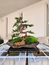 Bonsaï de Juniperus kishu sur