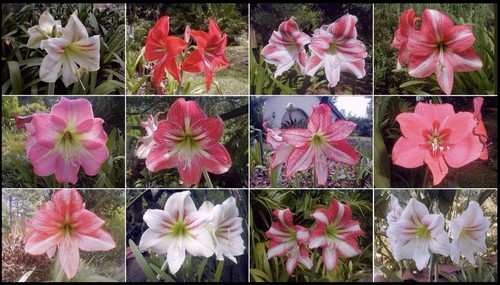 Amaryllis seeds mixed colors - seeds,