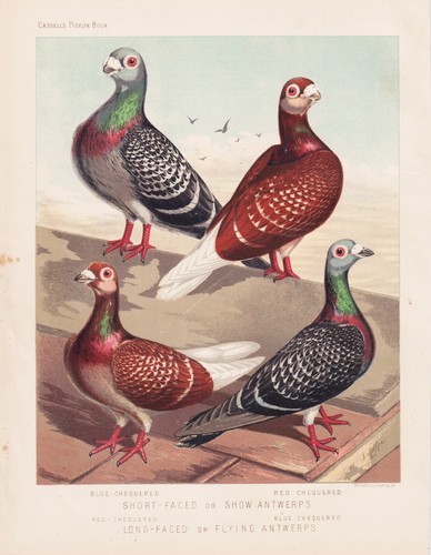 Pigeon taube pigeons tauben - pigeon,