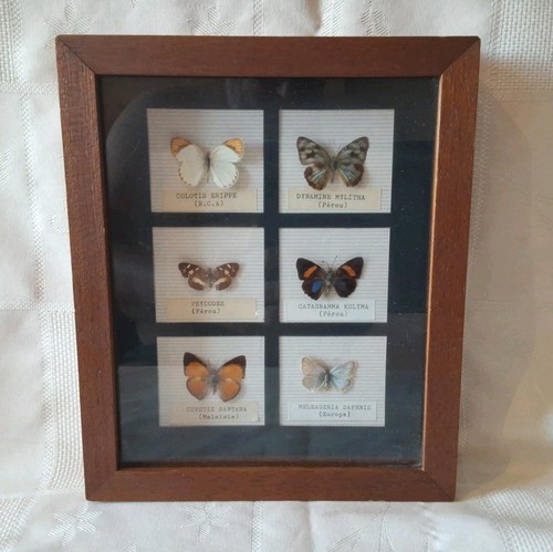 Ancien papillons monde - papillons,