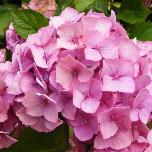 Hydrangea macrophylla