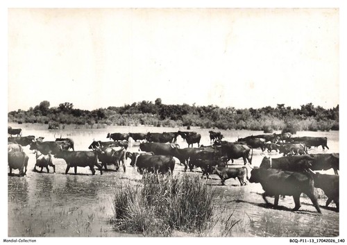 Bcqp11 1148 camargue - bcqp11-1148-13,