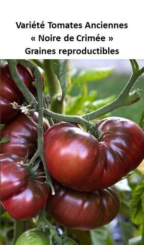 Graines récolte 2025 - 20,