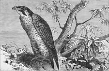 CHASSE: FAUCON PÉLERIN