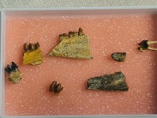 Lot de dents de Cainotherium