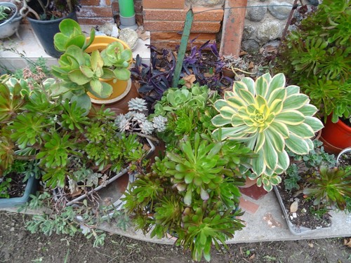 Lot rare plante - lot, la