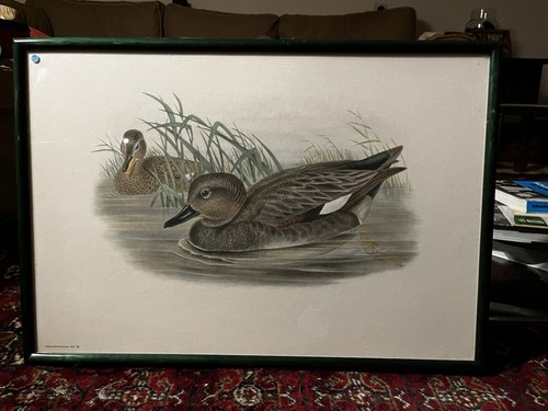 Tableau nature canards - nature,