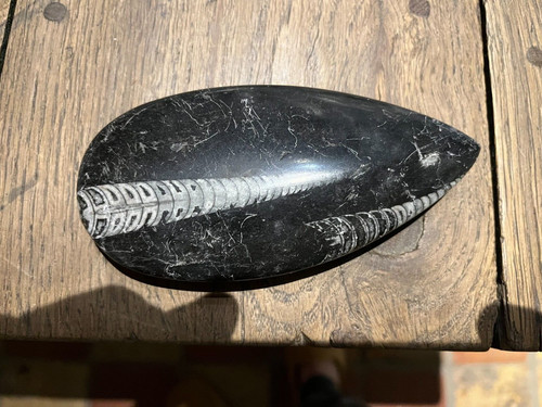 Fossile orthoceras pierre - orthoceras,