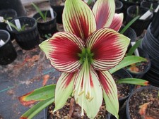 1 Amaryllis bulb, Papillio