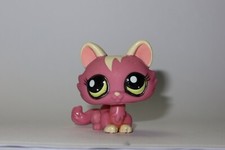 Petshop chat sphynx - petshop,