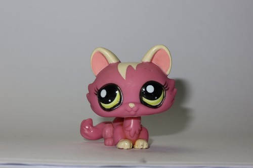 Petshop chat sphynx - petshop,