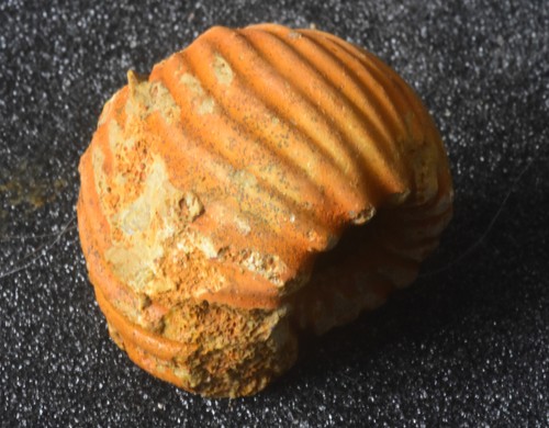 Ammonite épaisse erymnoceras - ammonite,