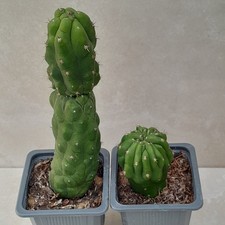 Monstrose Cereus × 2 Trich Pach Cactus Vivante Racinee