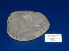 Tête De Cylindre Vintage Benelli 50cc G-7005 Moteur De Moto Moped Italie