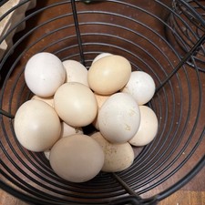 5+ Ayam Cemani Hatching Eggs