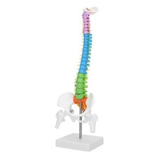 Colonne Vertebrale, 45 cm