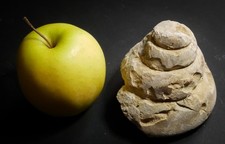 Ammonite fos-sile oxyconique