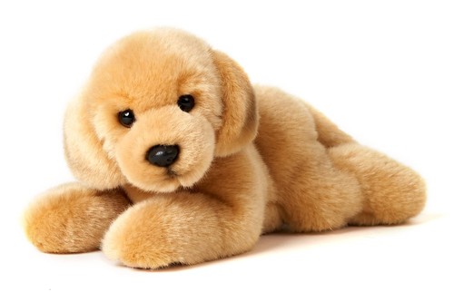 Golden retriever chiot couché - chiot,