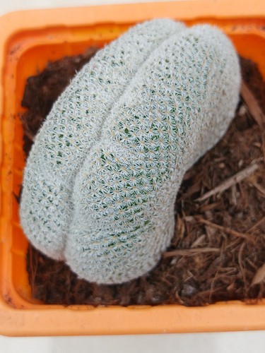 Epithelantha micromeris - epithelantha,