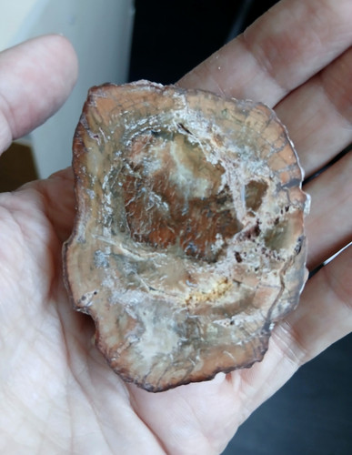 Bois fossile pétrifié