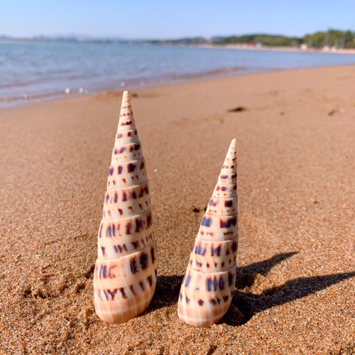Coquillage conch shell naturel - coquillage,