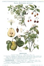 1928 Botanique Engraving Medicinal Plants of France Merisier Double Sided 
