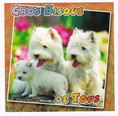 Chien chiot chiens carte - chiens,