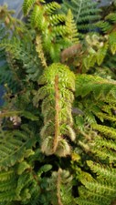 Polystichum polyblepharum /