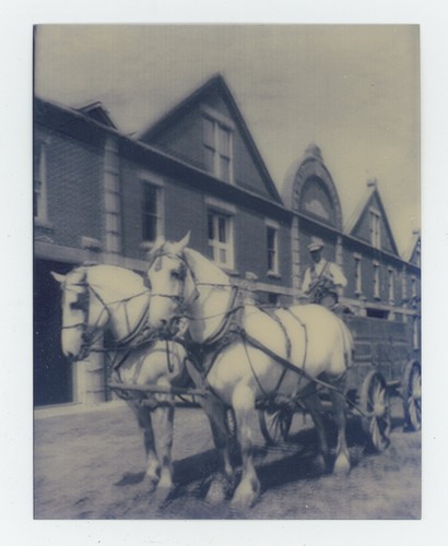 équipe chevaux trait - chevaux,