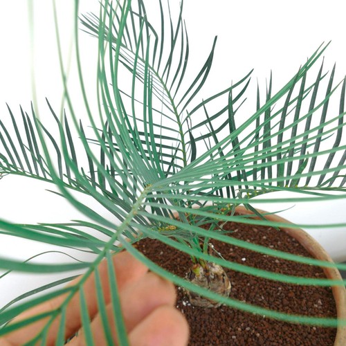 Macrozamia macdonnellii 8cm