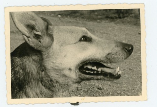 Photo snapshot 1960 a - snapshot,