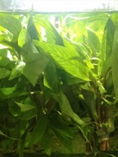 HYGROPHILA CORYMBOSA -