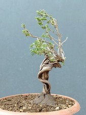 Bonsaï de thym 20 x 19 cm en